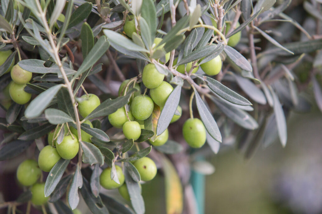 cultivo olivar