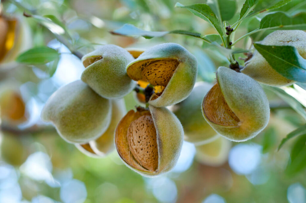 cultivo almendro