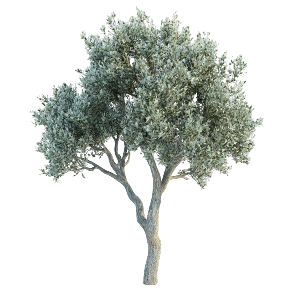 arbol de olivo